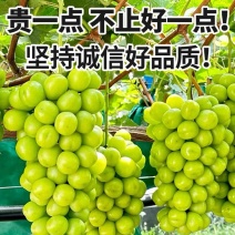 阳光玫瑰葡萄安徽砀山葡萄精品葡萄2024新鲜葡萄