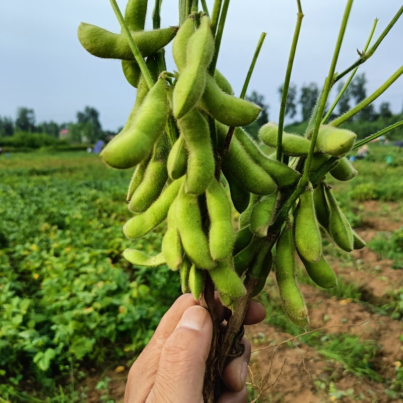 大青豆
