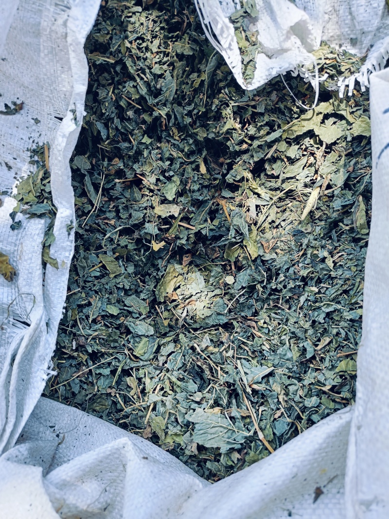 中药材大青叶，蓼大青叶。靛叶供应，购销各种中药材！