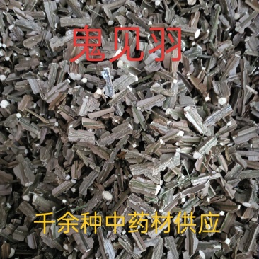 中药材鬼箭羽，卫茅，鬼见羽供应，购销各种中药材！