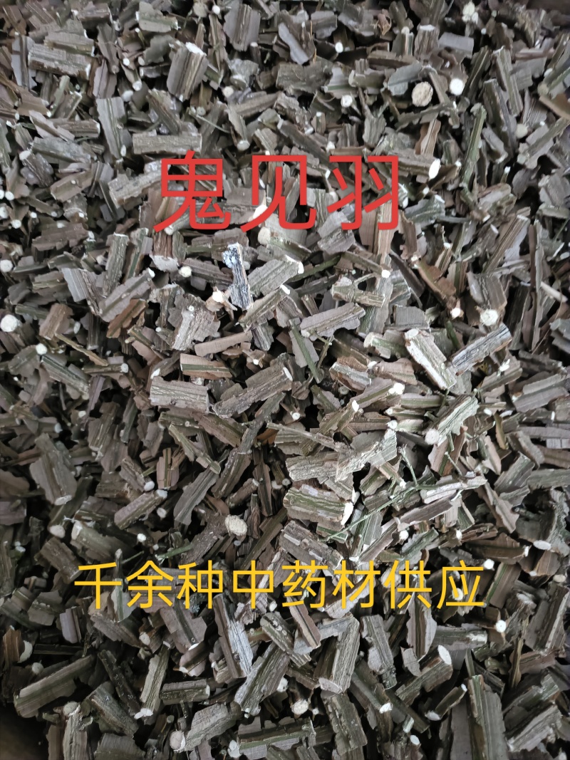 中药材鬼箭羽，卫茅，鬼见羽供应，购销各种中药材！