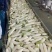 精品白萝卜大量上市品质保证一手货源量大从优