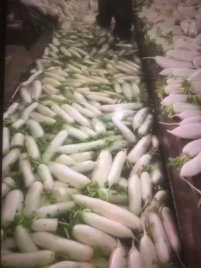 精品白萝卜大量上市品质保证一手货源量大从优