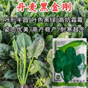丹麦黑金刚菠菜种子四季播耐热抗寒蔬菜阳台盆栽大叶红根菠菜