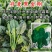 丹麦黑金刚菠菜种子四季播耐热抗寒蔬菜阳台盆栽大叶红根菠菜