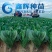 丹麦黑金刚菠菜种子四季播耐热抗寒蔬菜阳台盆栽大叶红根菠菜