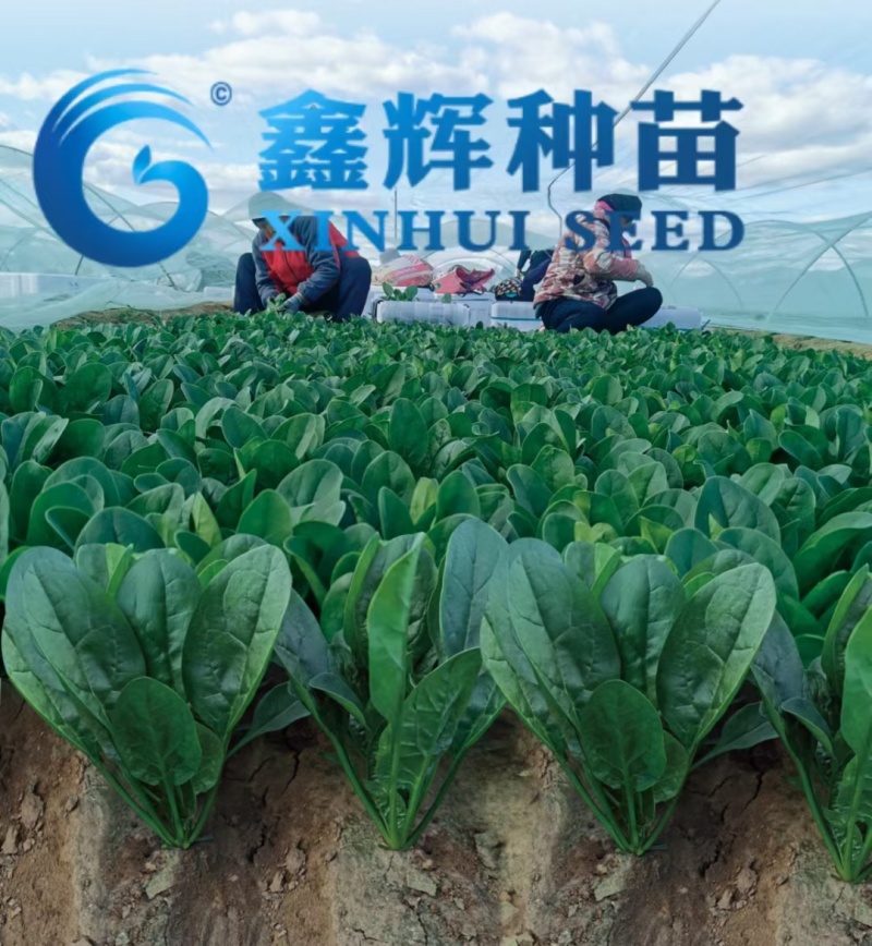丹麦黑金刚菠菜种子四季播耐热抗寒蔬菜阳台盆栽大叶红根菠菜