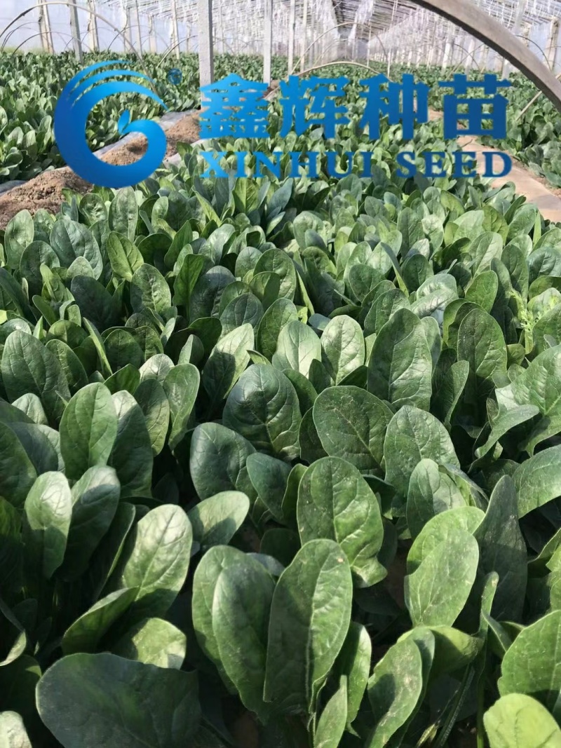 丹麦黑金刚菠菜种子四季播耐热抗寒蔬菜阳台盆栽大叶红根菠菜