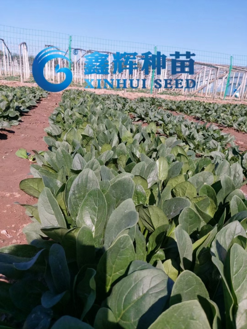 丹麦黑金刚菠菜种子四季播耐热抗寒蔬菜阳台盆栽大叶红根菠菜