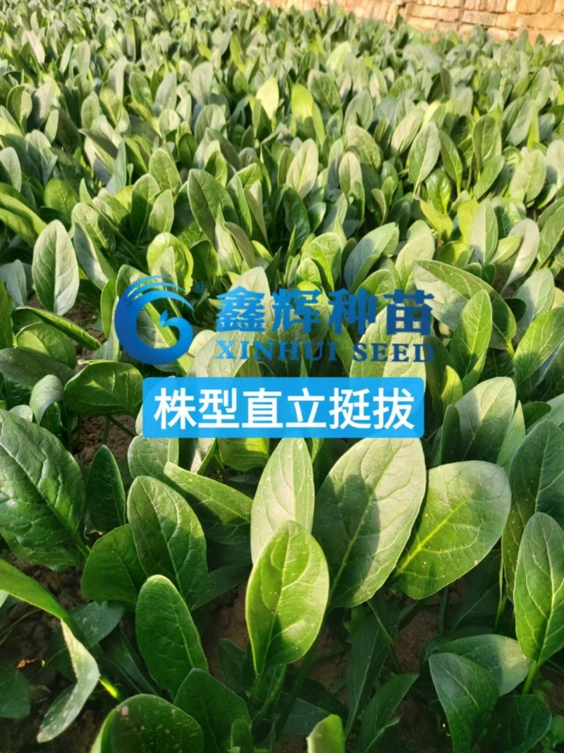 丹麦黑金刚菠菜种子四季播耐热抗寒蔬菜阳台盆栽大叶红根菠菜