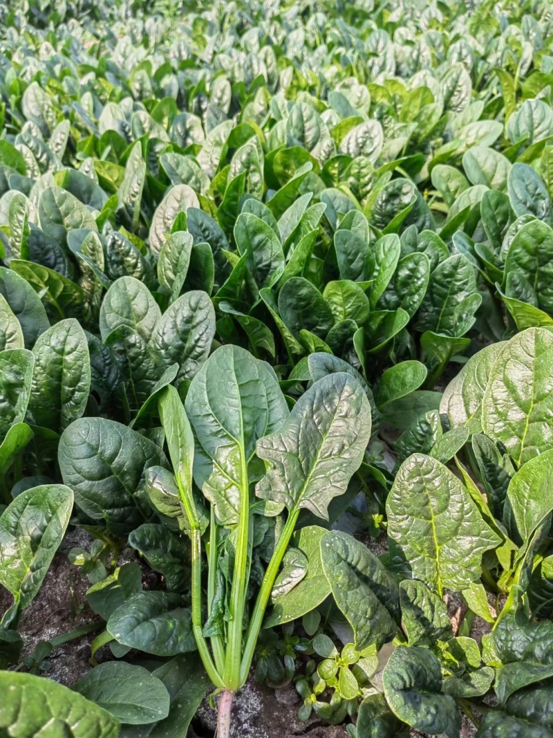 丹麦黑金刚菠菜种子四季播耐热抗寒蔬菜阳台盆栽大叶红根菠菜