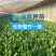 丹麦黑金刚菠菜种子四季播耐热抗寒蔬菜阳台盆栽大叶红根菠菜