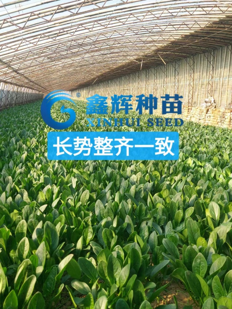 丹麦黑金刚菠菜种子四季播耐热抗寒蔬菜阳台盆栽大叶红根菠菜