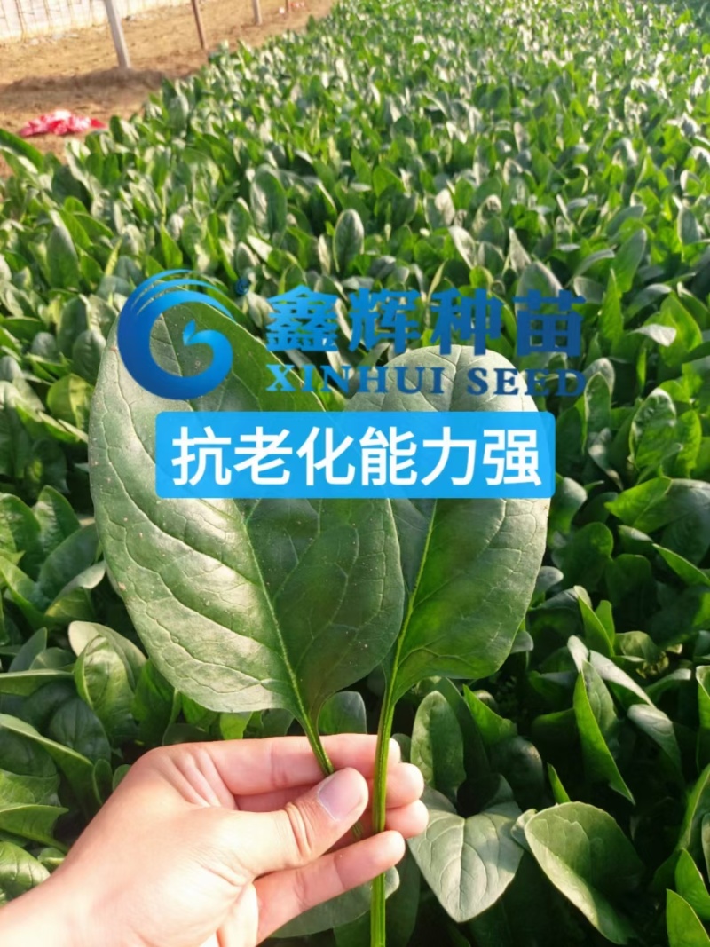 丹麦黑金刚菠菜种子四季播耐热抗寒蔬菜阳台盆栽大叶红根菠菜