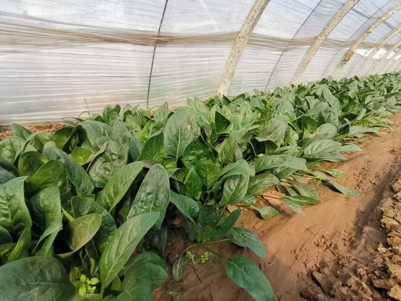 丹麦黑金刚菠菜种子四季播耐热抗寒蔬菜阳台盆栽大叶红根菠菜
