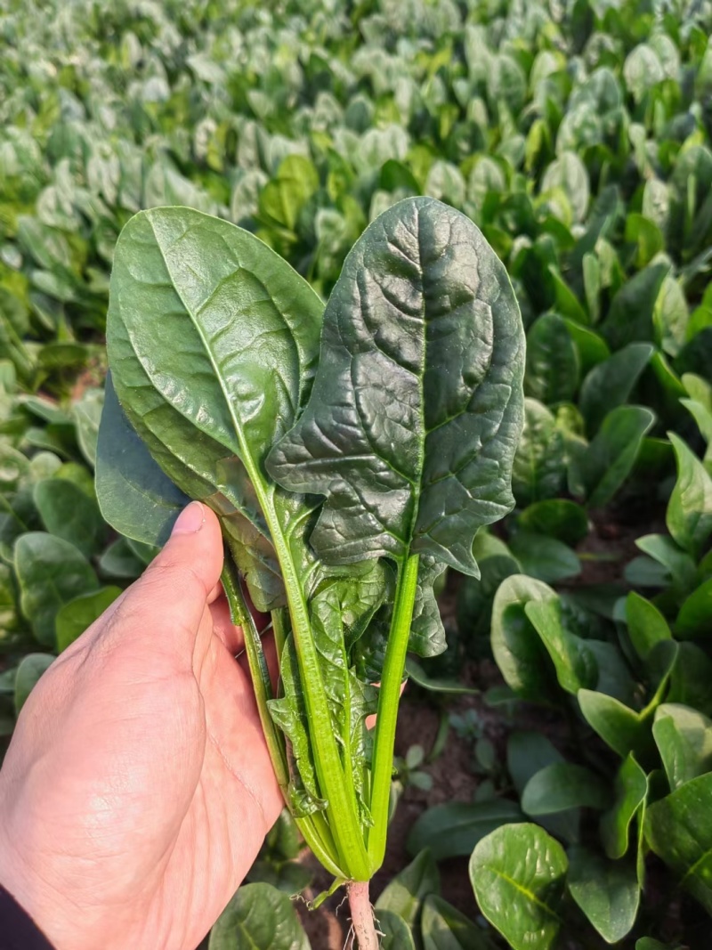 丹麦黑金刚菠菜种子四季播耐热抗寒蔬菜阳台盆栽大叶红根菠菜