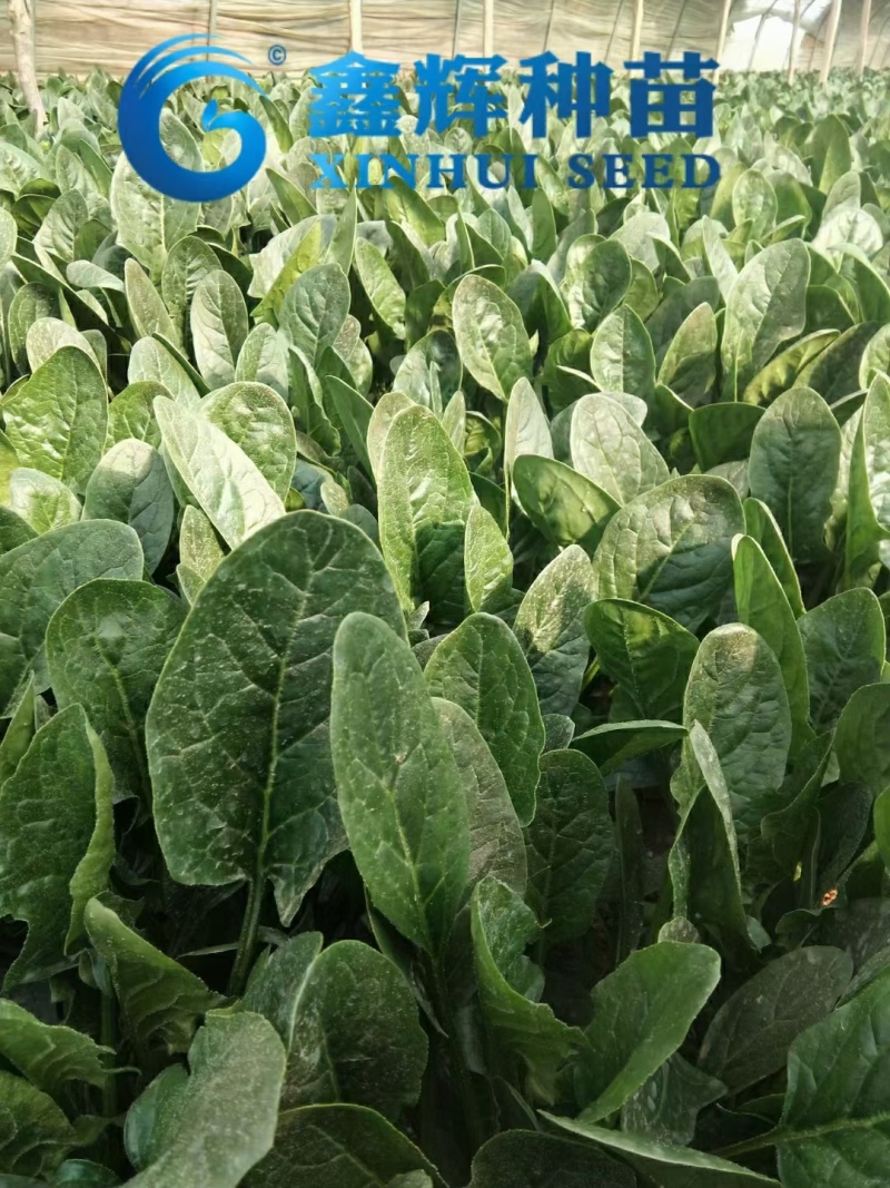 丹麦黑金刚菠菜种子四季播耐热抗寒蔬菜阳台盆栽大叶红根菠菜