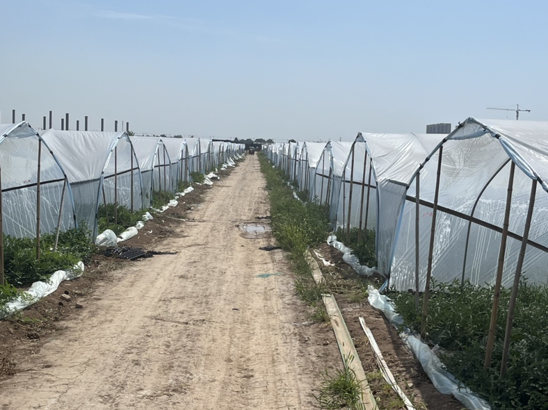 美都西瓜大棚种植场景