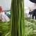 豆角云南红河长豆角大量上市质量好价格优量大从优
