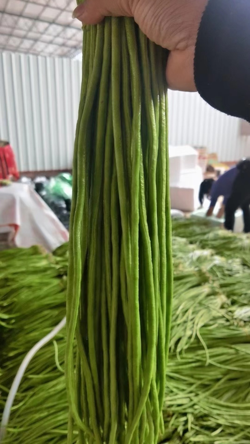 豆角云南红河长豆角大量上市质量好价格优量大从优