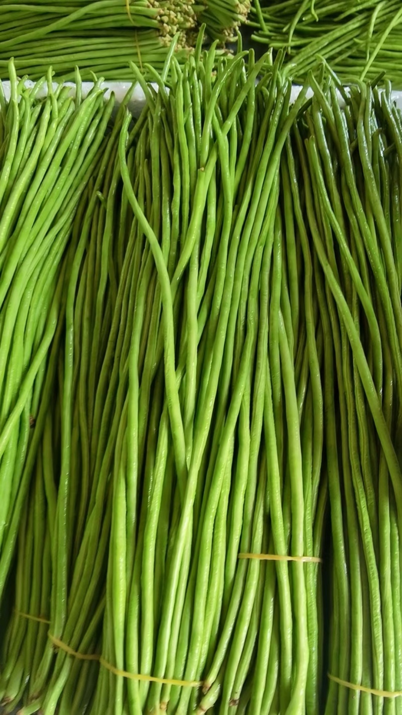 豆角云南红河长豆角大量上市质量好价格优量大从优