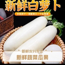 【优选】贵州毕节威宁县，白萝卜，量大从优，合作共赢