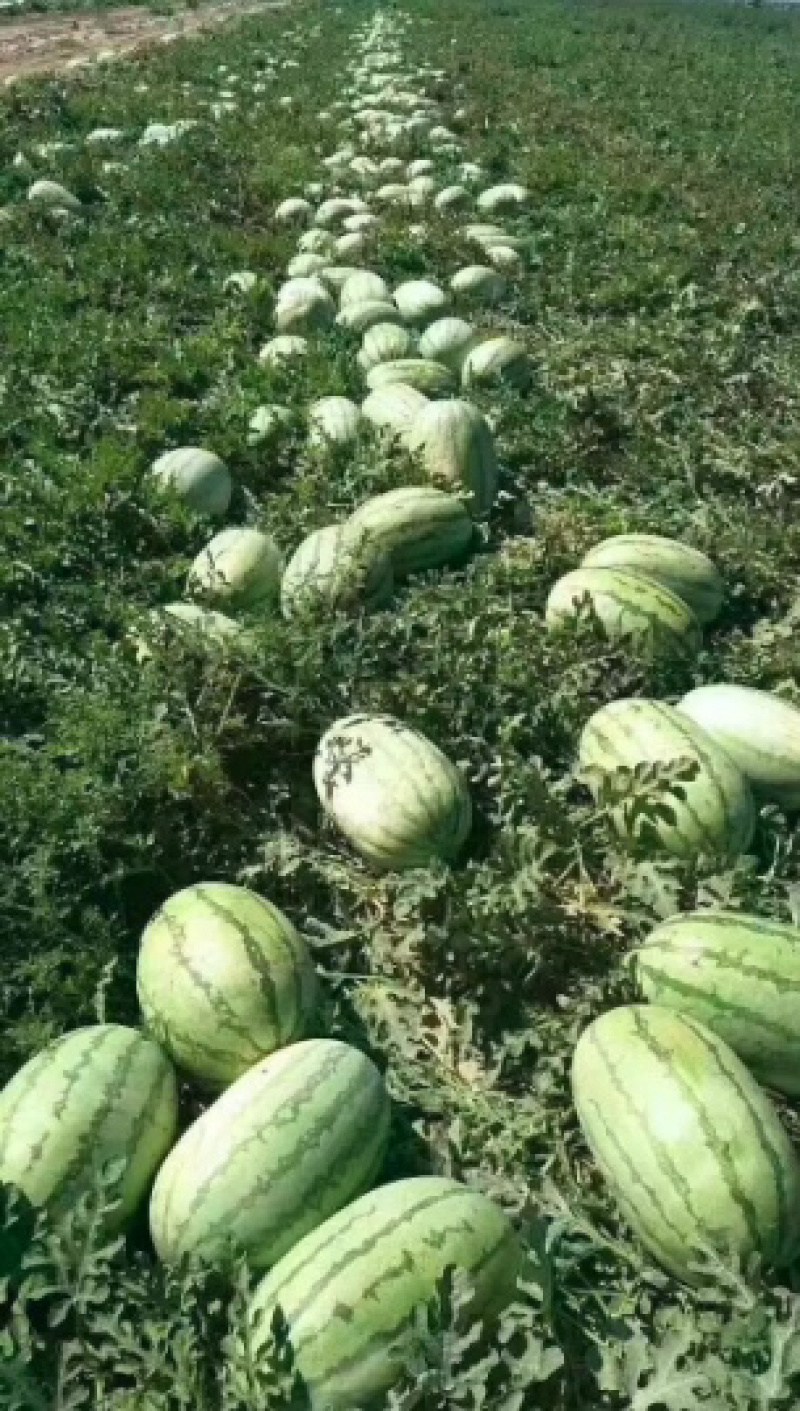 麒麟西瓜专业服务全国发货品质保证价格优惠