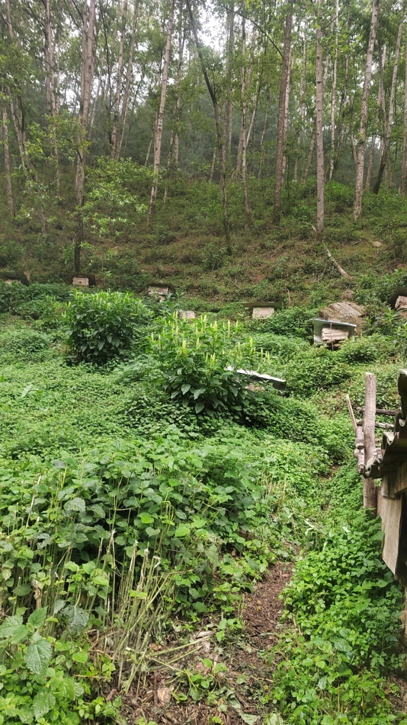 中蜂深山土养百花蜜