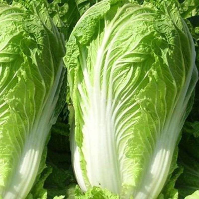 《实力优选》，贵州白菜代发全国，品质保证电商货，价格优