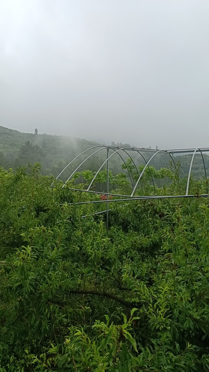 大量供应巫山脆李，黄金脆李，脱骨李，土李子，黄金奈李，