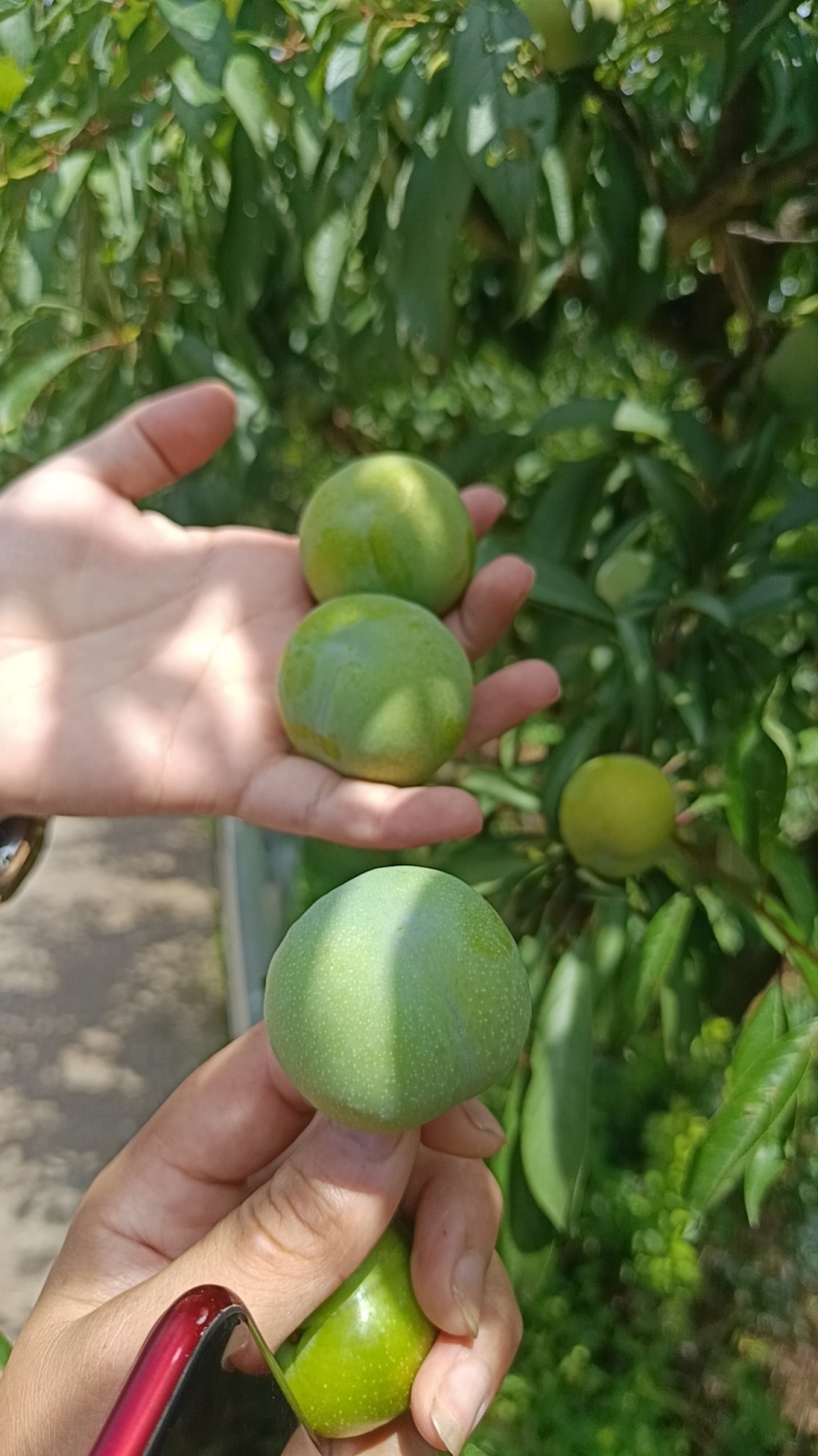 大量供应巫山脆李，黄金脆李，脱骨李，土李子，黄金奈李，