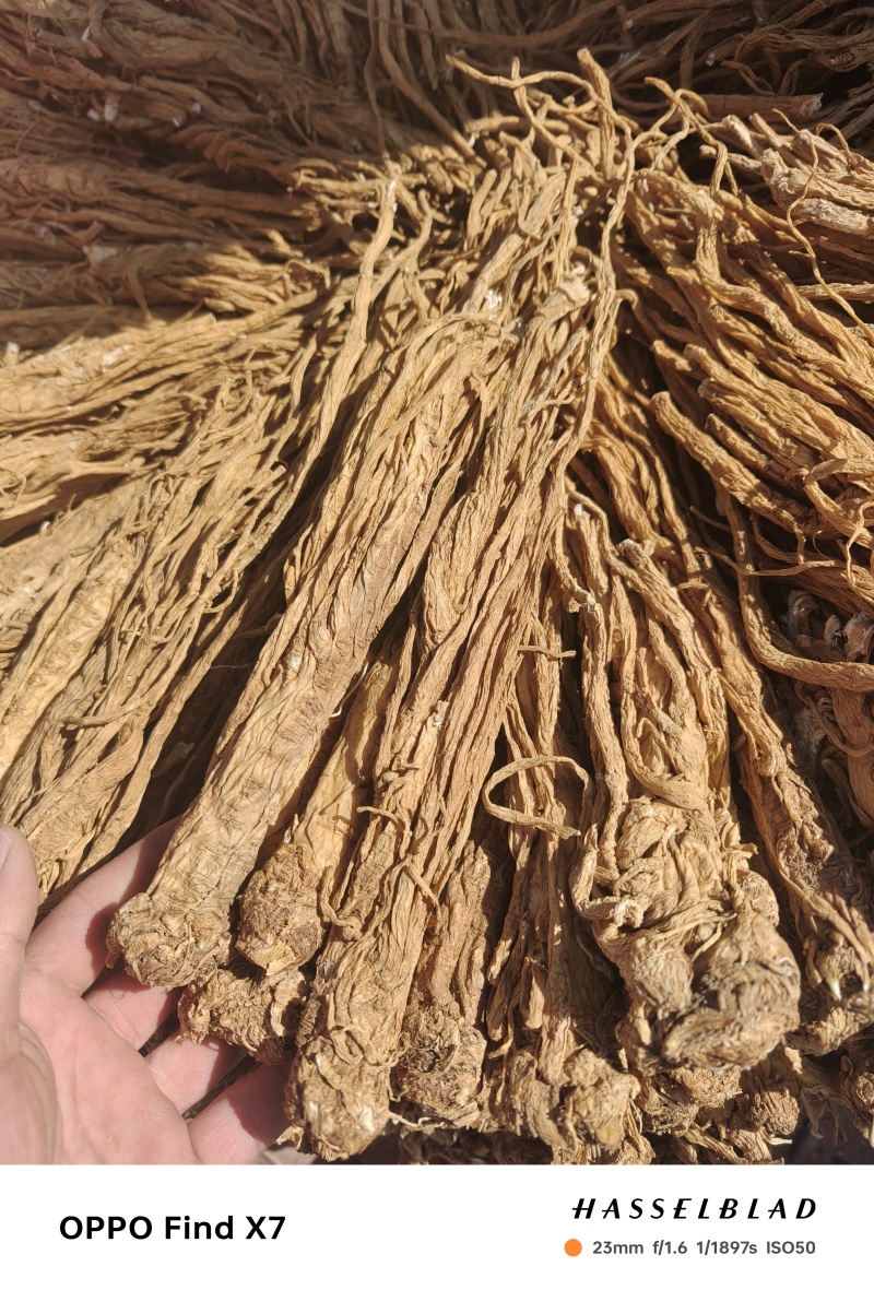 甘肃本地独活个子，精品，产地直发