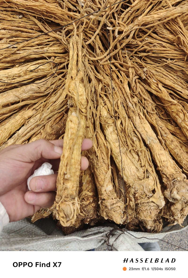 甘肃本地独活个子，精品，产地直发