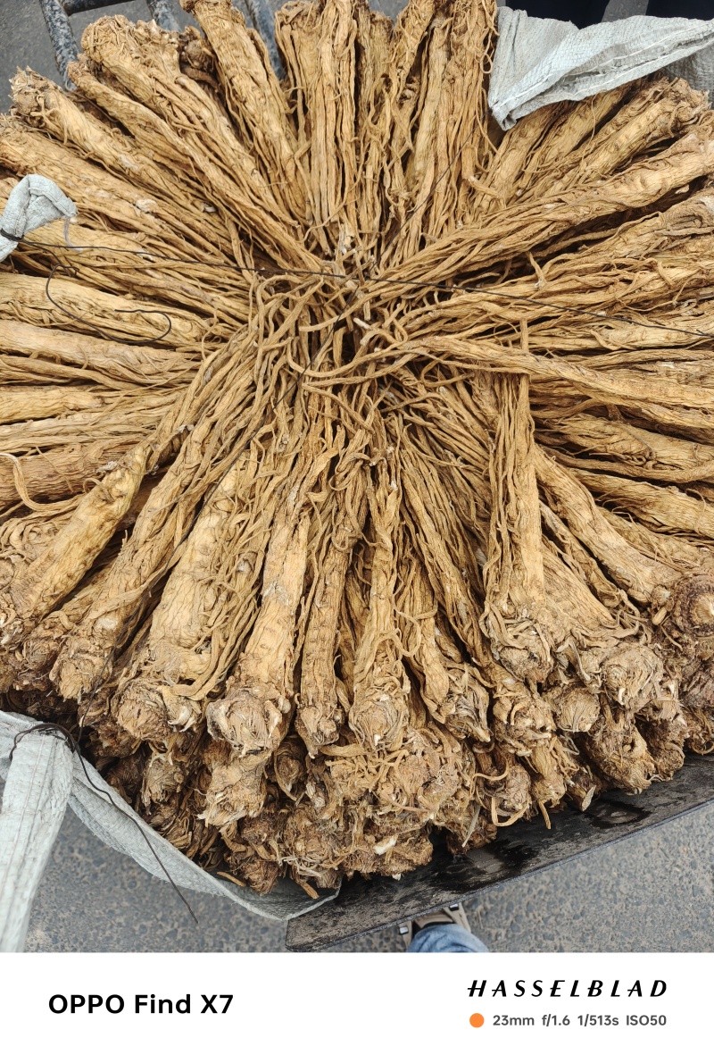 甘肃本地独活个子，精品，产地直发