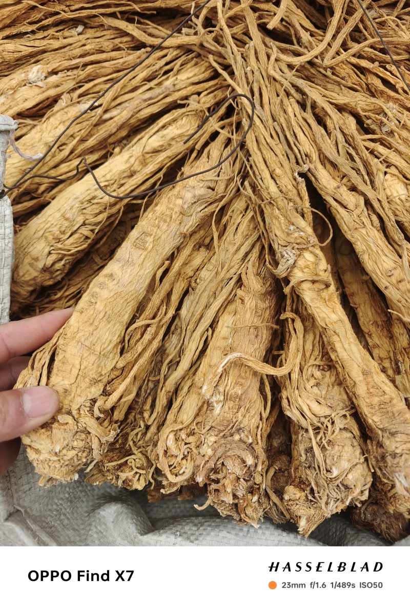 甘肃本地独活个子，精品，产地直发