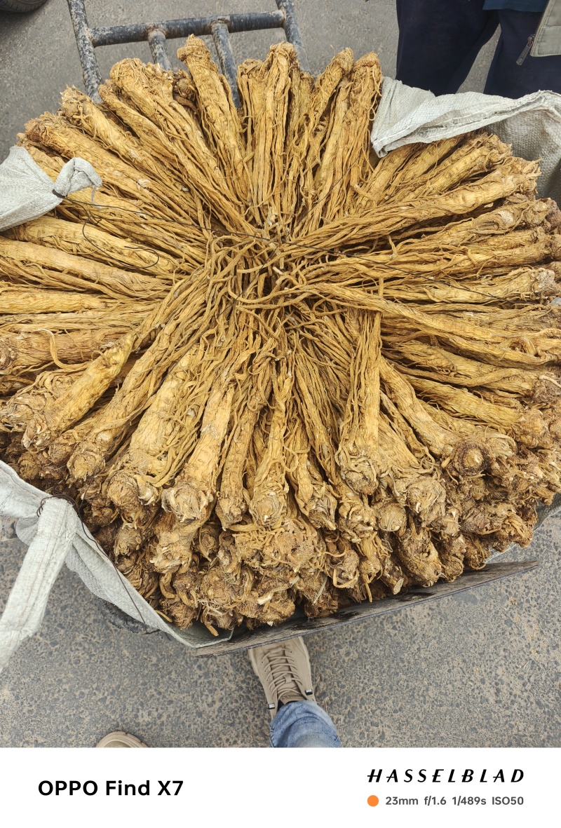 甘肃本地独活个子，精品，产地直发