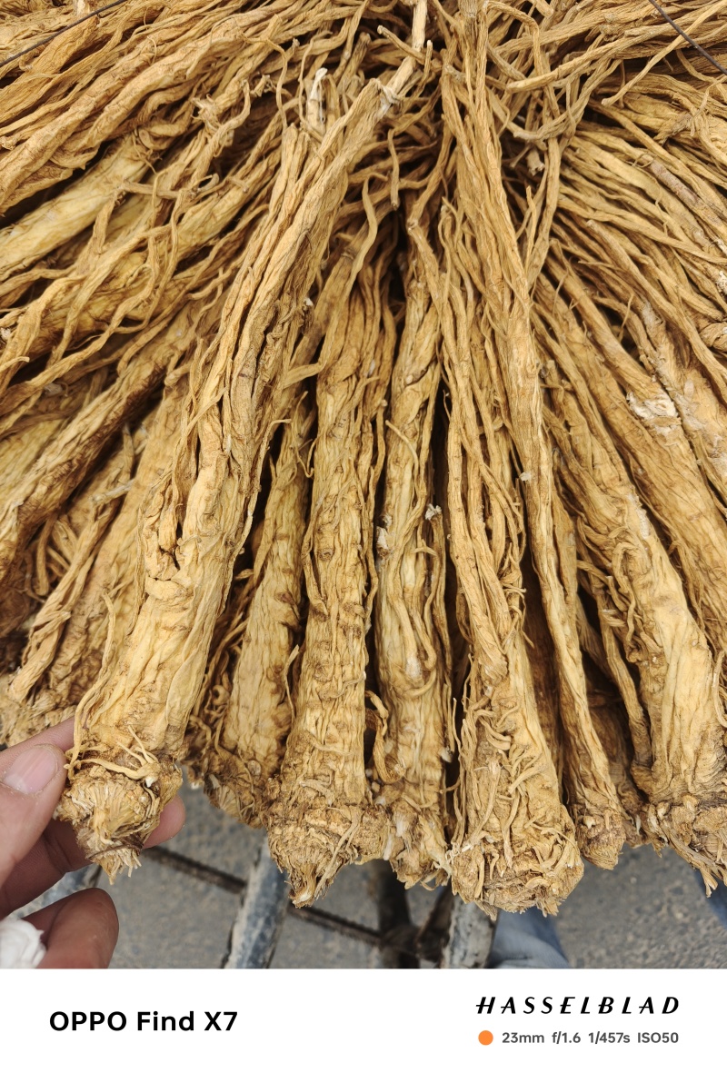 甘肃本地独活个子，精品，产地直发