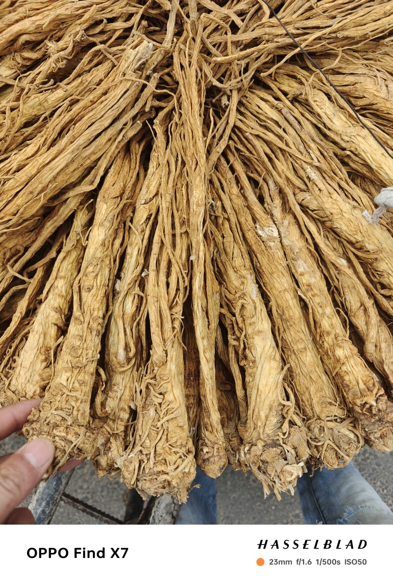 甘肃本地独活个子，精品，产地直发