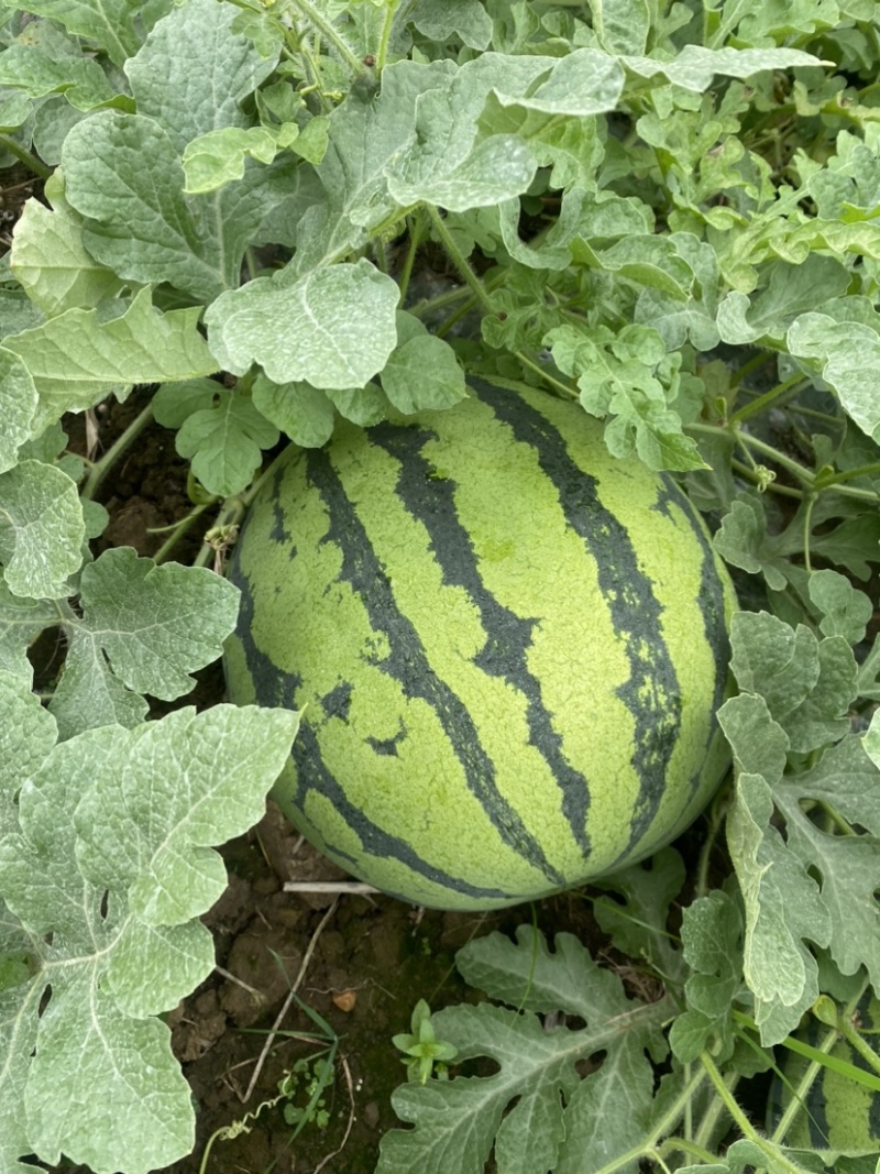 四川露天麒麟西瓜