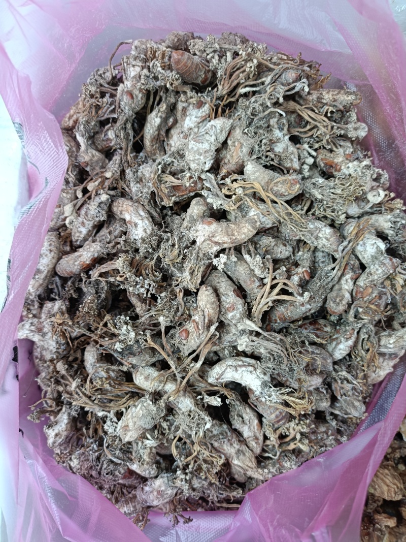 精品金蝉花