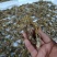 精品金蝉花
