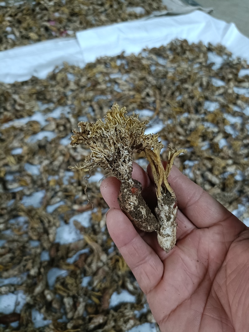 精品金蝉花