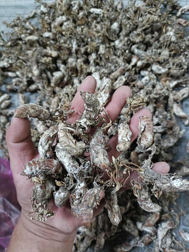 精品金蝉花