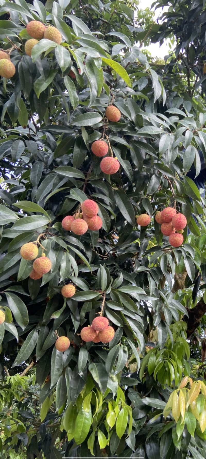 增城挂绿荔枝