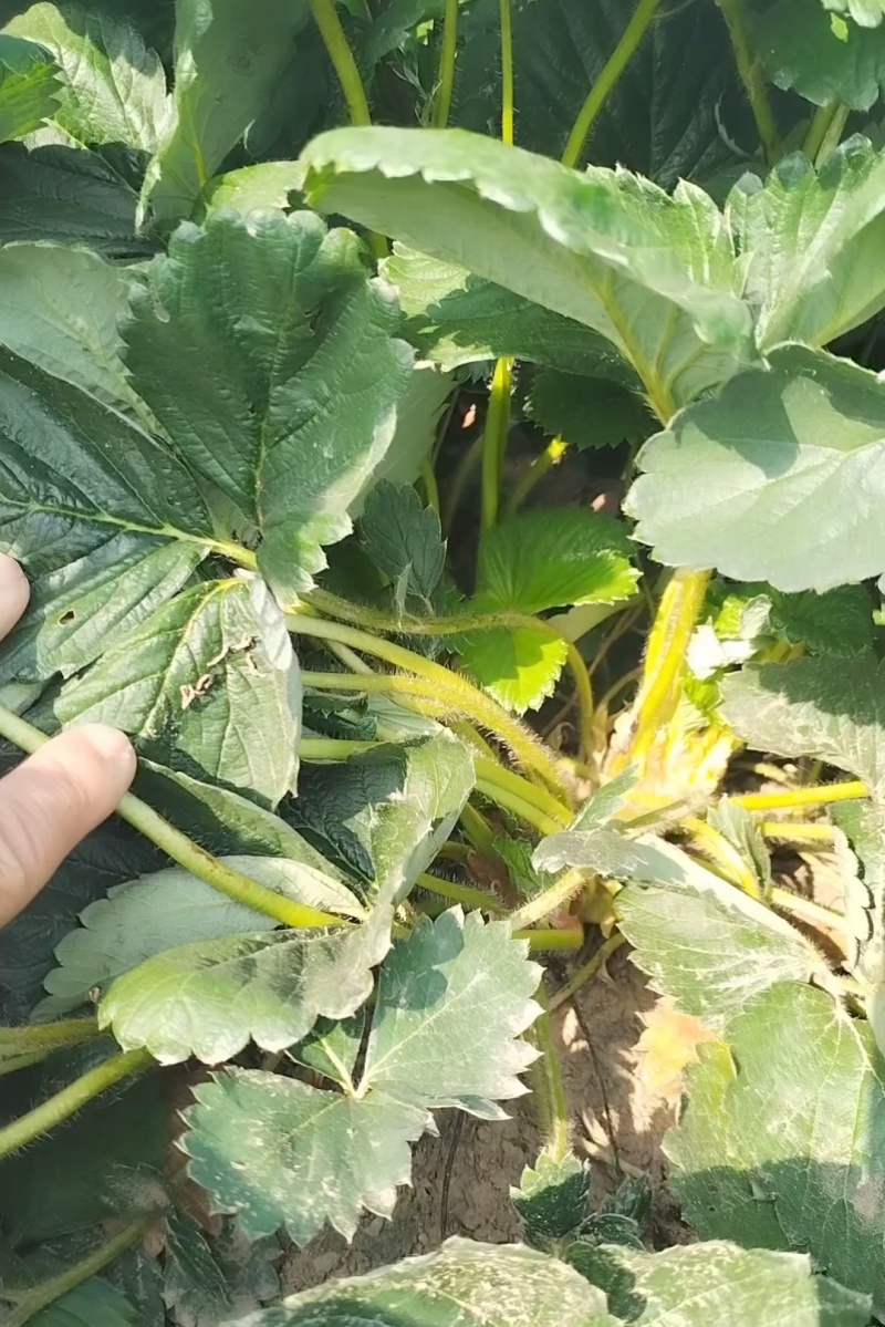 妙香三号草莓苗，妙香七号，贵妃，脱毒苗生产苗穴盘苗包成活