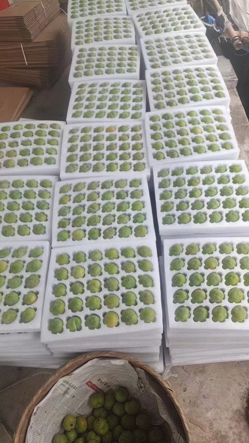 [顺丰包邮]礼盒装巫山脆李新鲜采摘脱骨离核脆甜坏果包