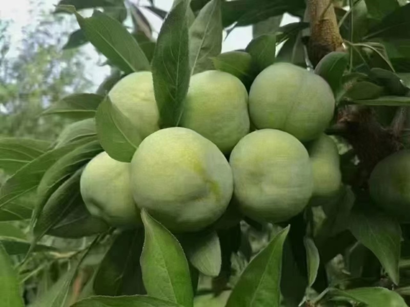 [顺丰包邮]礼盒装巫山脆李新鲜采摘脱骨离核脆甜坏果包