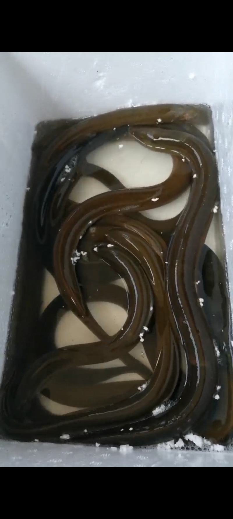 鳝鱼批发：青灰，青黄，黑黄，金黄，为主