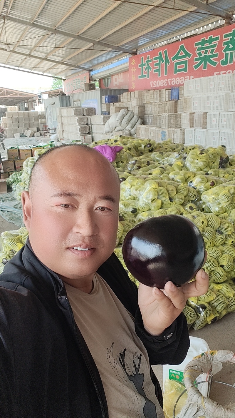 山东聊城园茄李合增代收代发各大蔬菜市场火热销售中