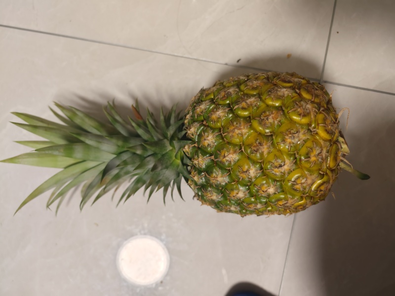 热带水果凤梨